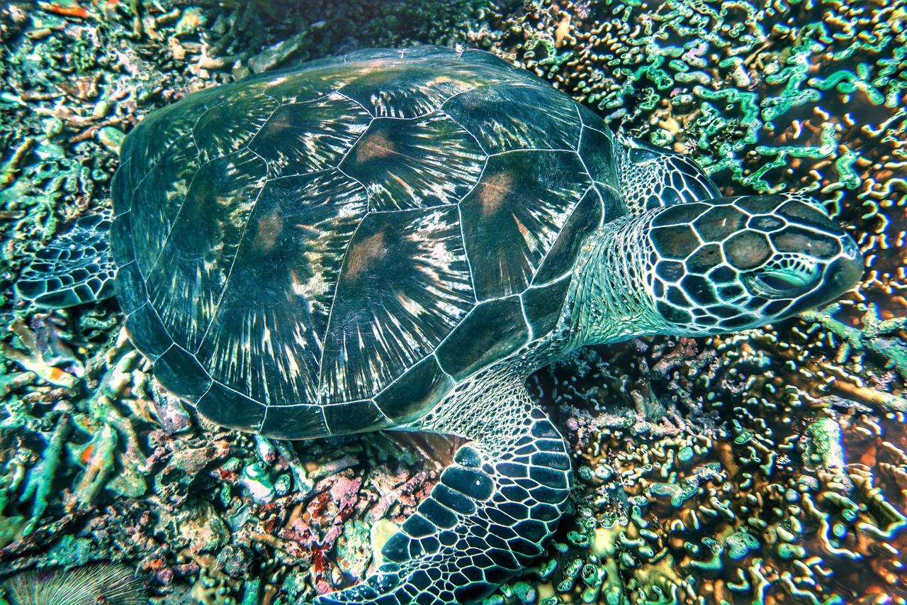 Purple Beach - Maithelia - Gili Air Exteriör bild