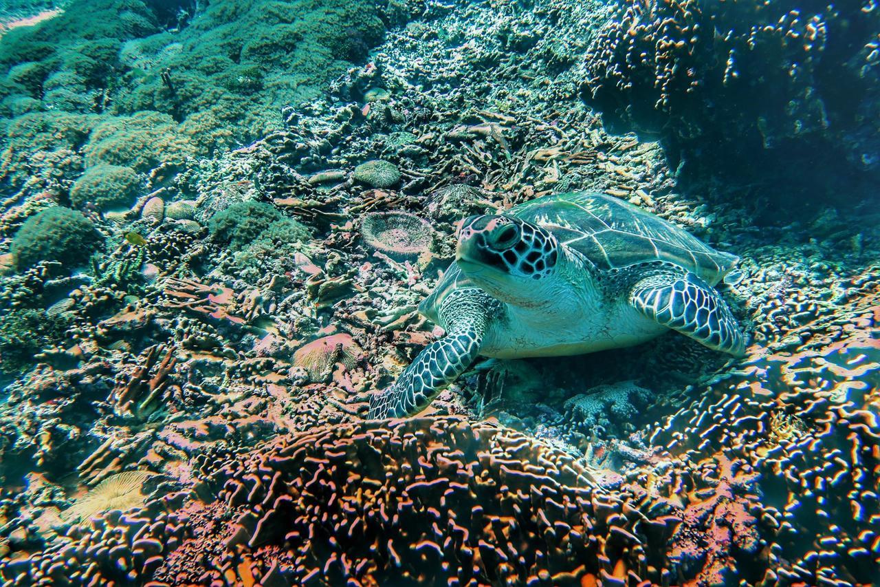 Purple Beach - Maithelia - Gili Air Exteriör bild